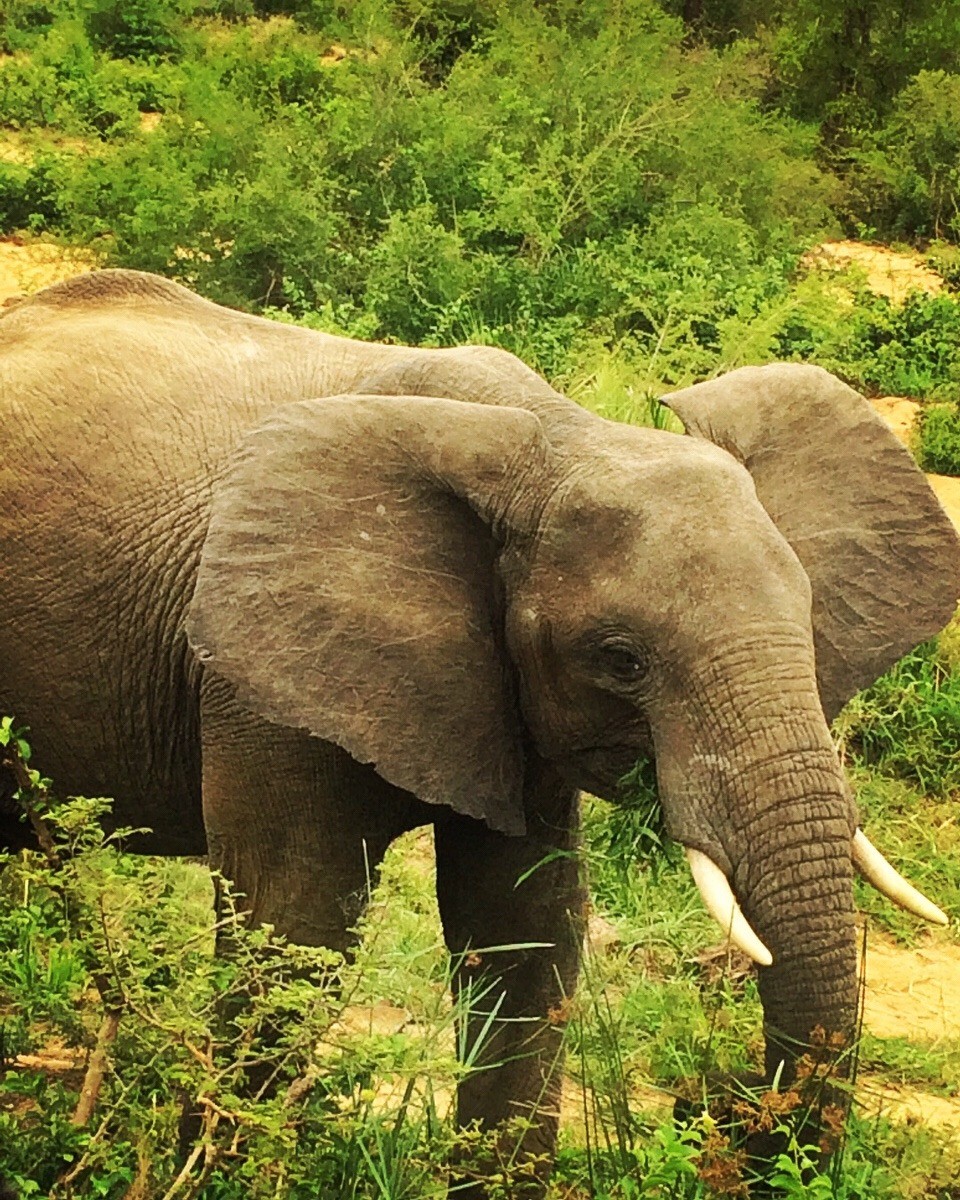 Südafrika -  - 