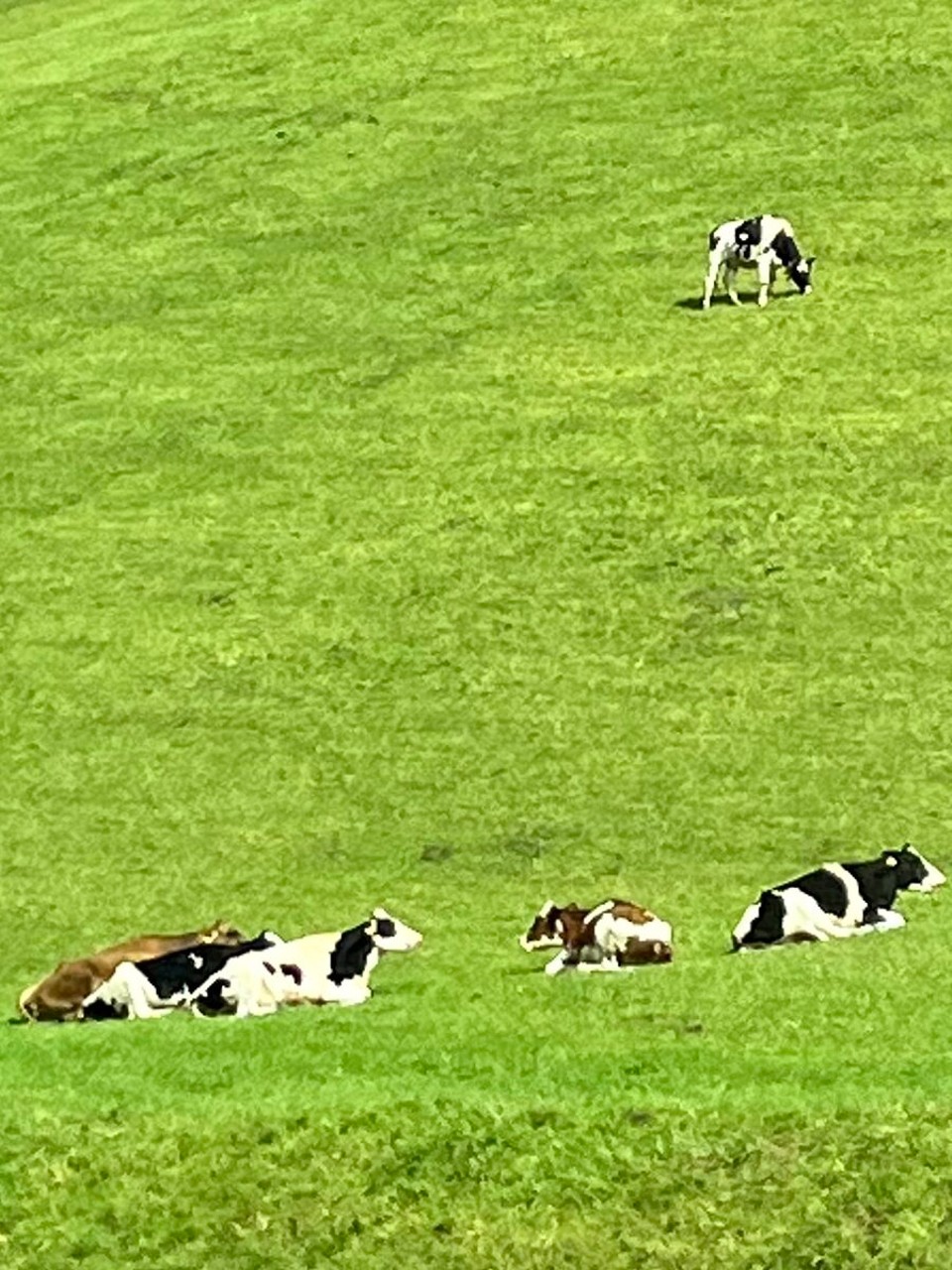 Österreich - Kuchl - 