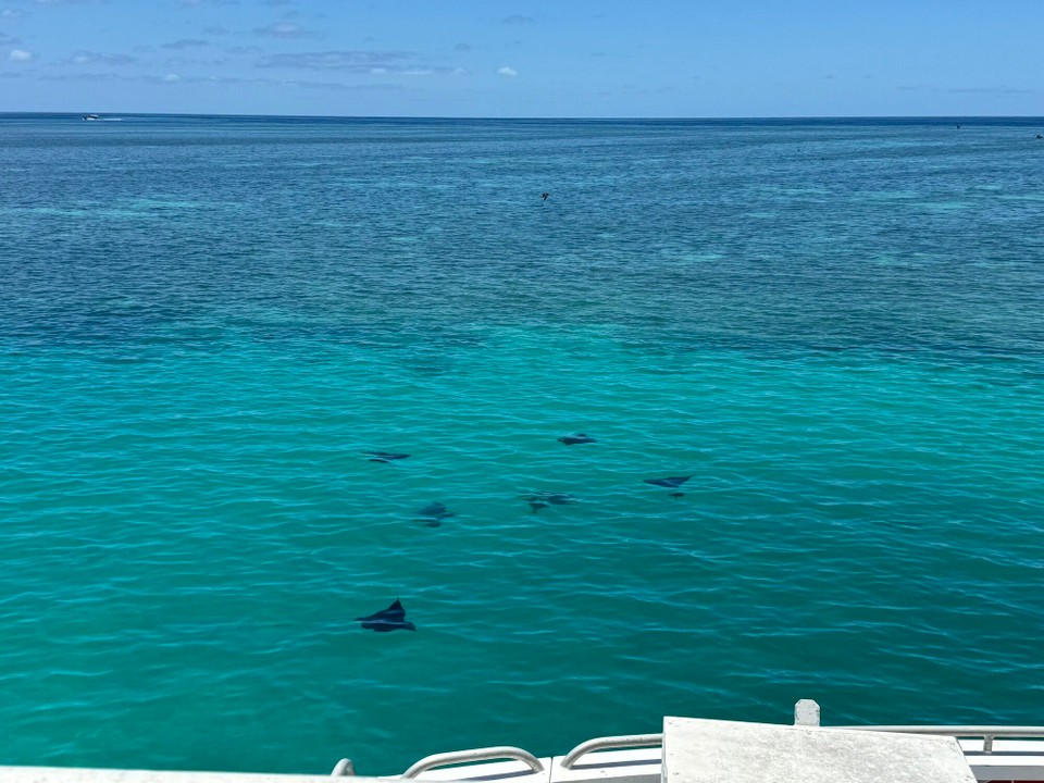 Australien - New Auckland - Eagle Rays