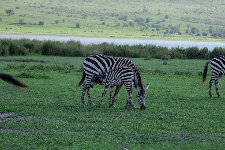  - Schutzgebiet Ngorongoro - 