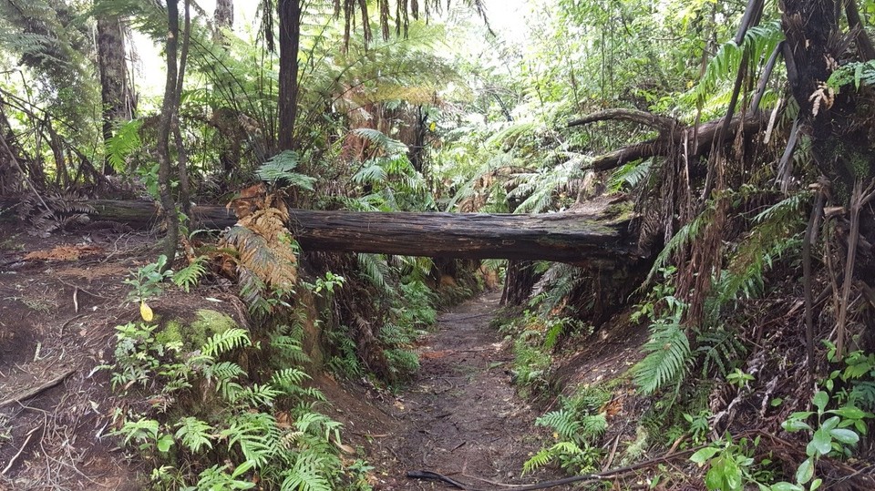 Neuseeland - Whakarewarewa - 