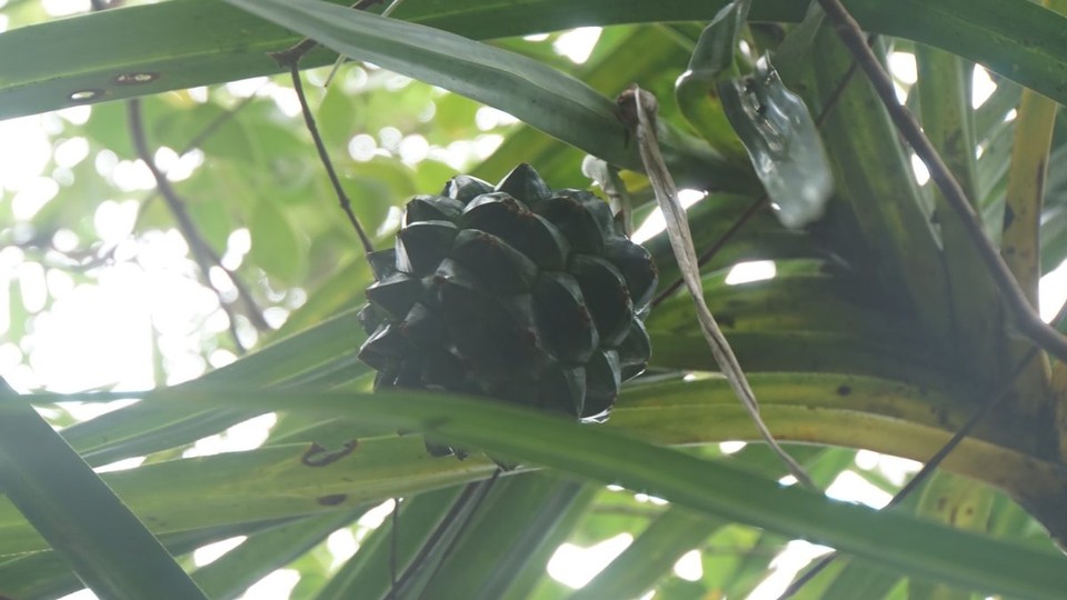 Réunion - Cilaos - 