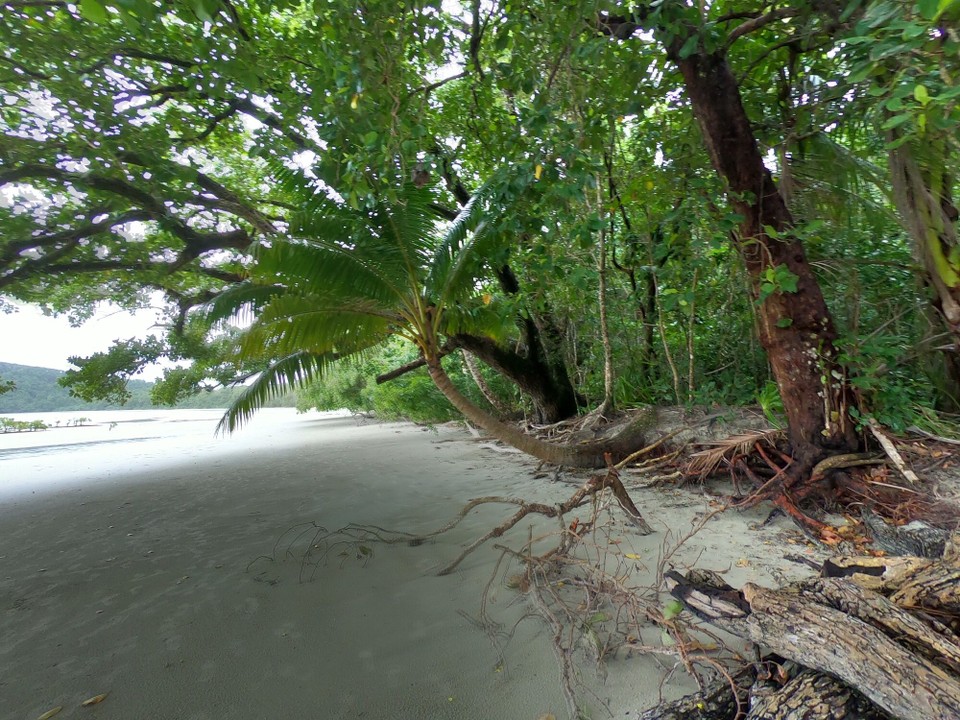 Australien - Cape Tribulation - 