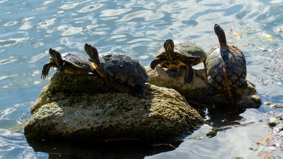 USA - Daytona Beach - Schildkrötenjoga