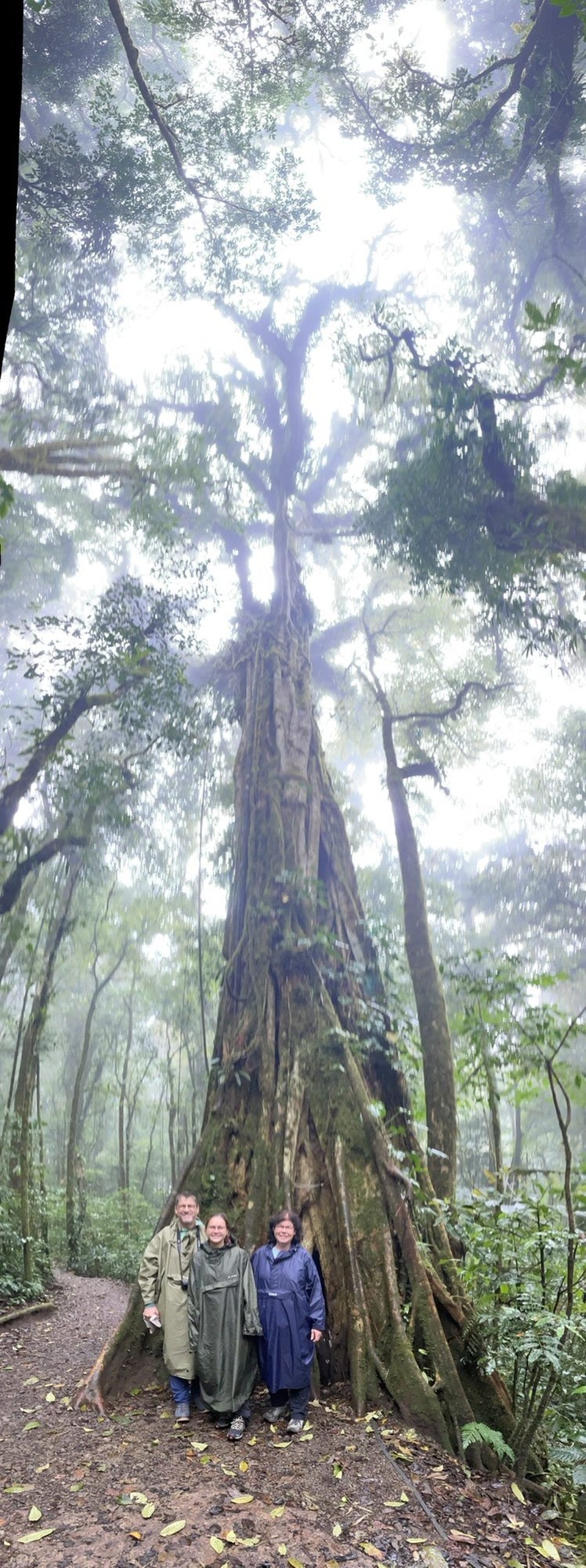 Costa Rica - Abangares - … sowie zahlreiche uralte Bäume 🌳 