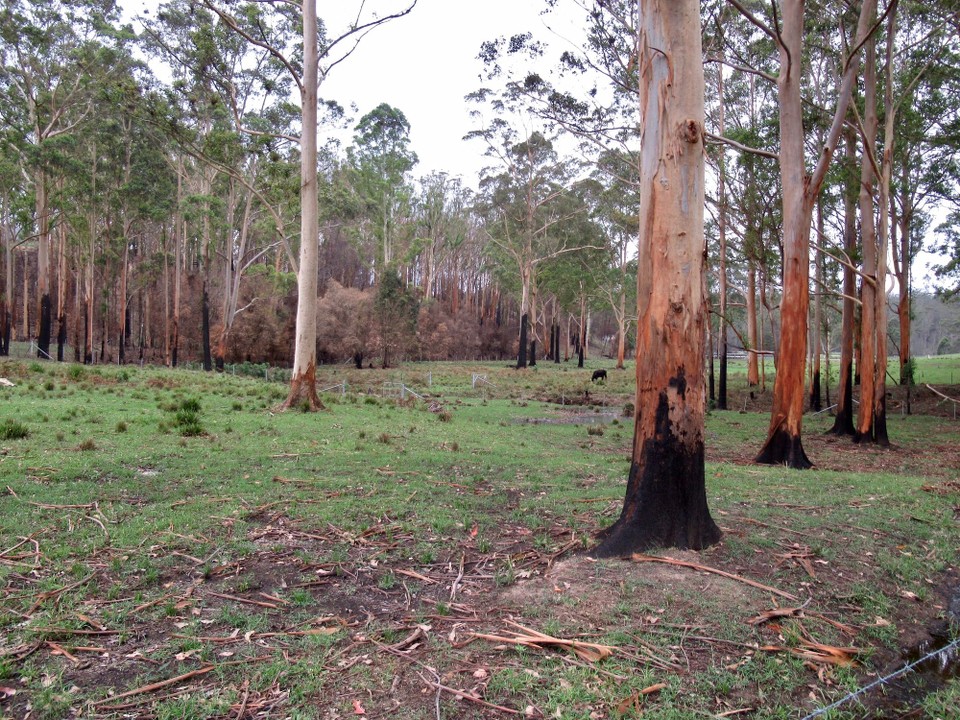 Australien - South Durras - Grüne Wiesen nach Buschbrand