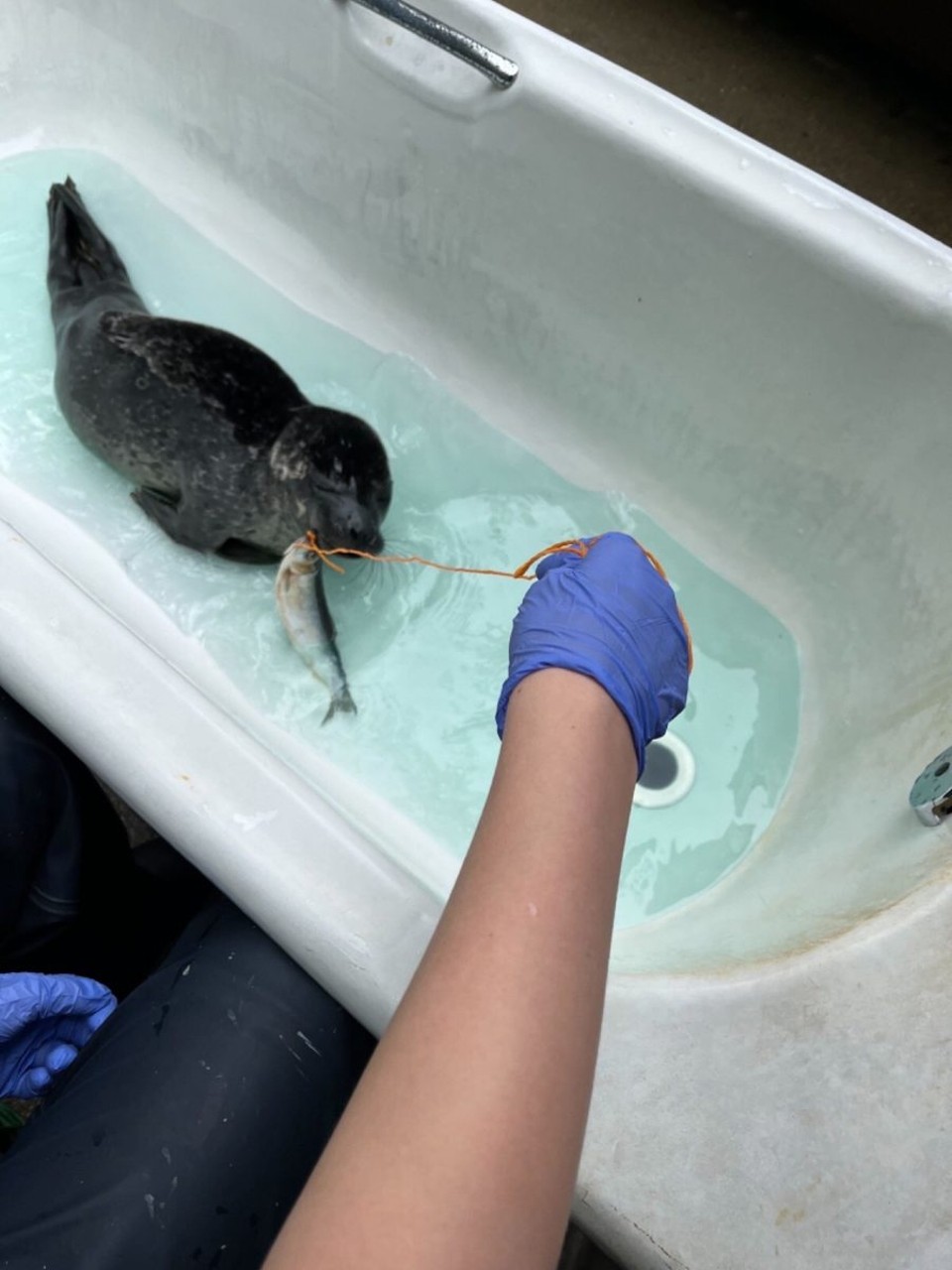 United Kingdom - Helston - An update on N-004. He’s growing fast and has just begun fish school. Hopefully he’ll begin eating on his own soon. He has a very sweet demeanour and is very curious. 