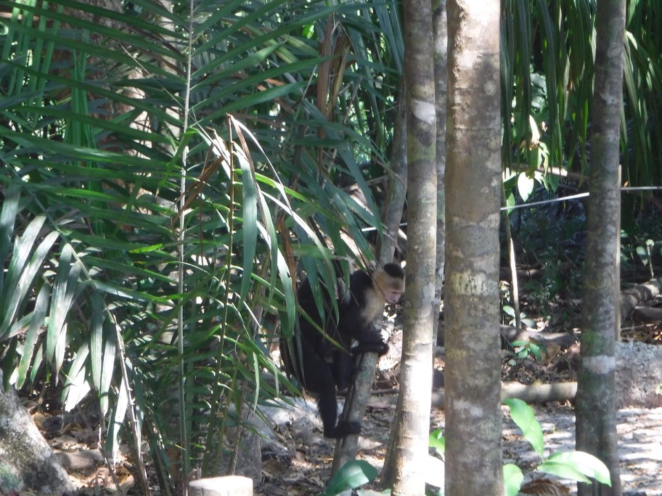 Costa Rica - Parrita - 