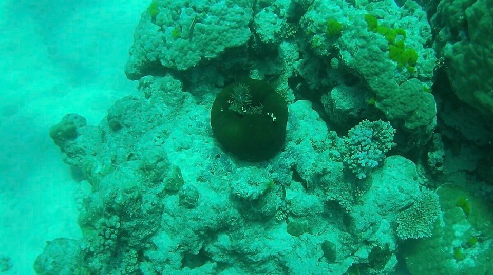 Australien -  - D Anemone het leider wegm Schatta vom drübertaucha gad zuagmacht, doch as par Clownfischli gseht ma.