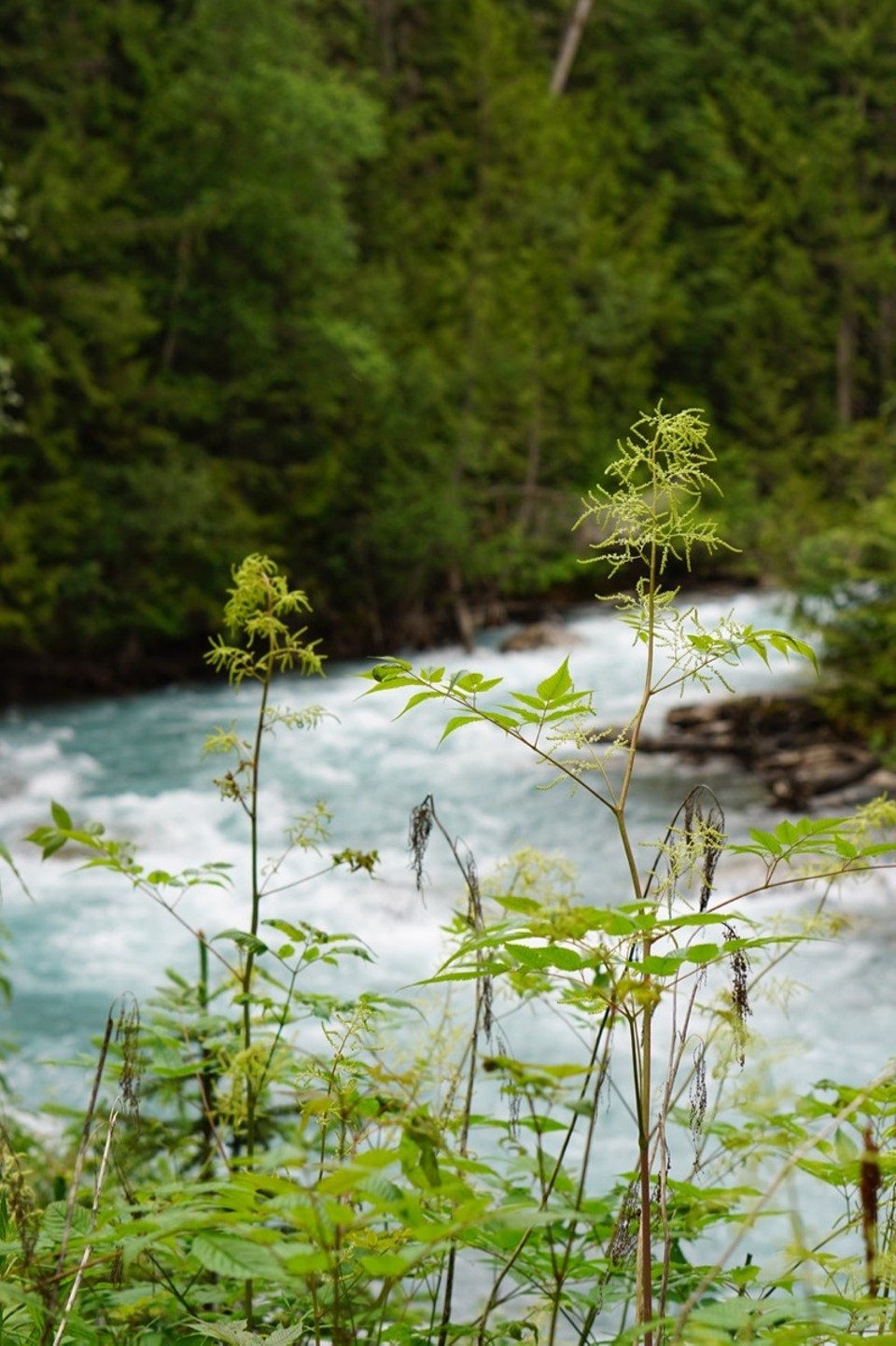 Kanada - Valemount - 