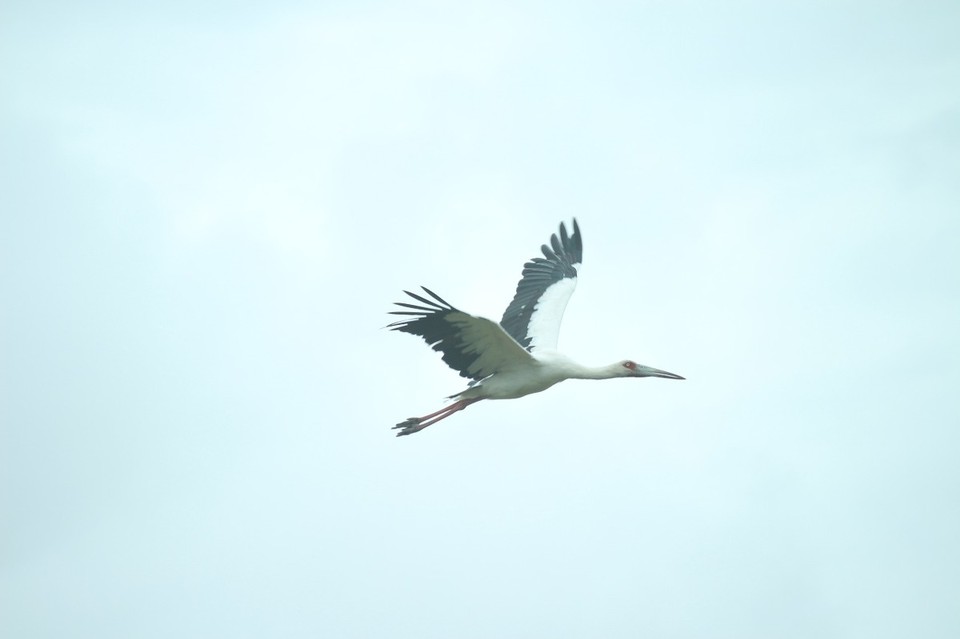 Argentinien - Mar Chiquita - Maguaristorch