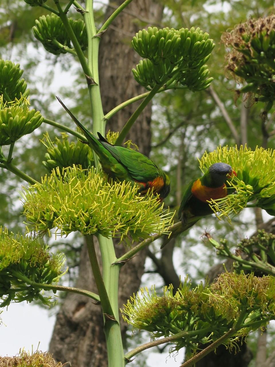 Australia - Adelaide - Perroquets