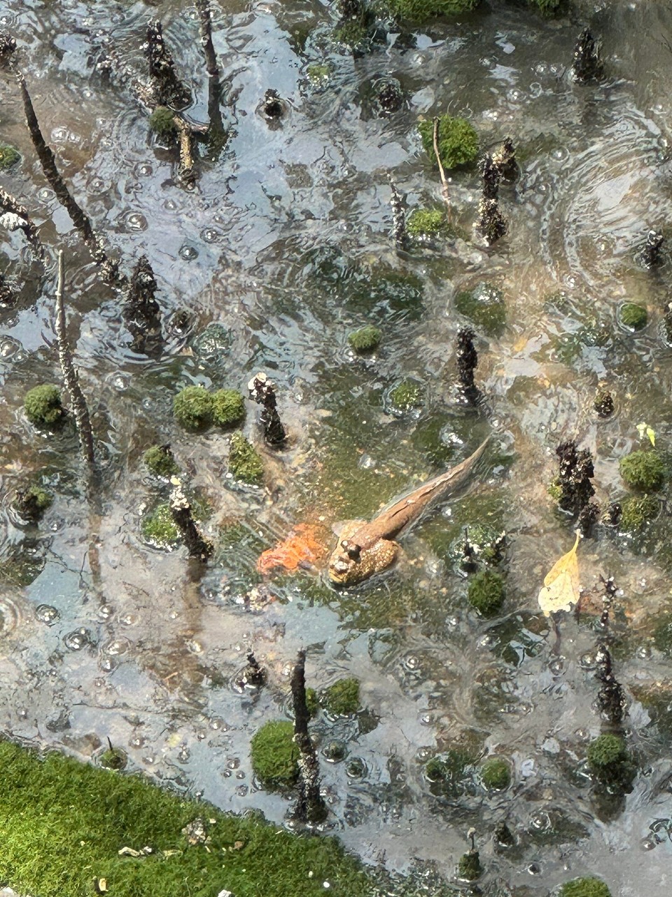 Singapur - Singapur - Schlammspringer