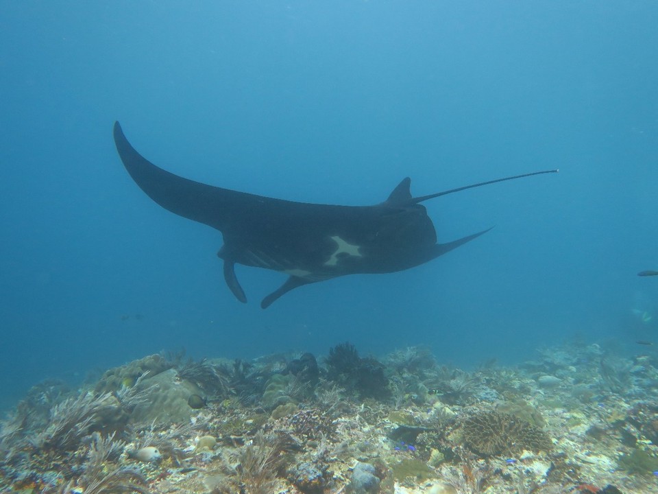 Indonesia - Komodo National Park - Black manta