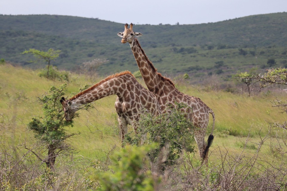 Südafrika - Durban - 