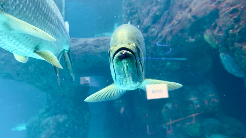 Vereinigte Staaten - Tampa - 