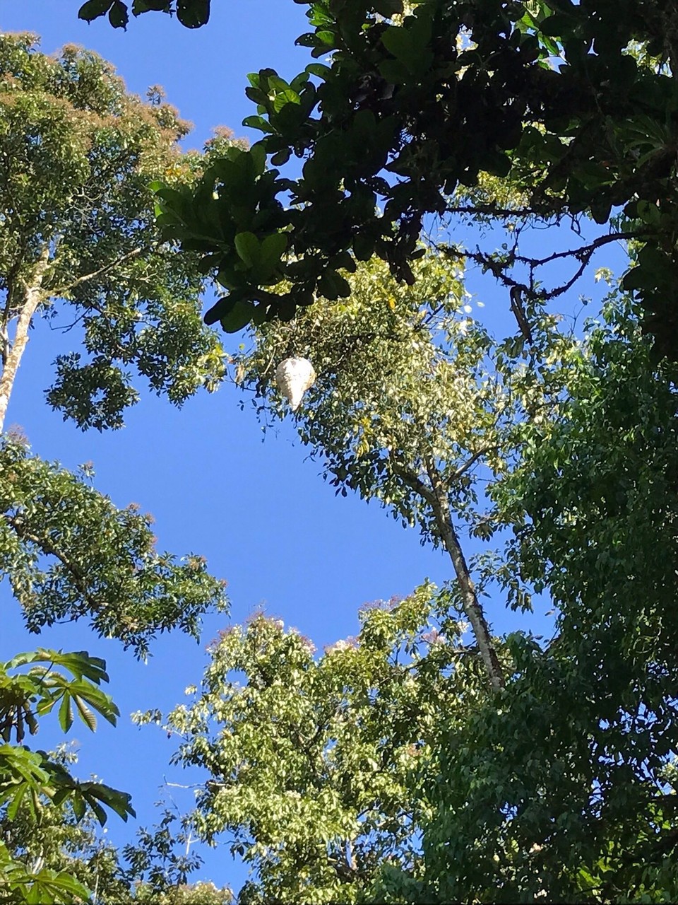 Costa Rica - Sarapiqui - 