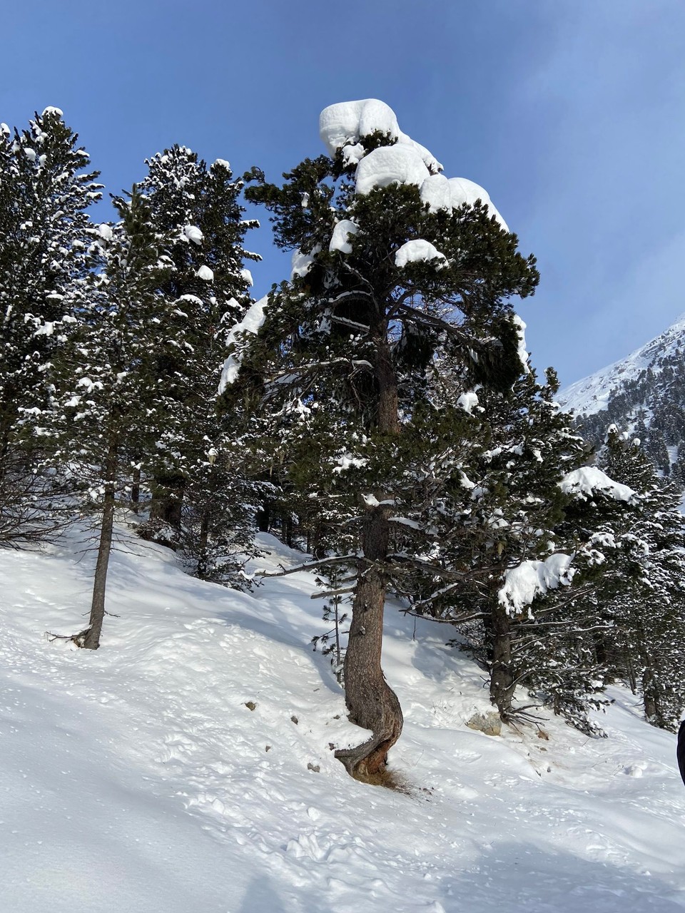Schweiz - Pontresina - 