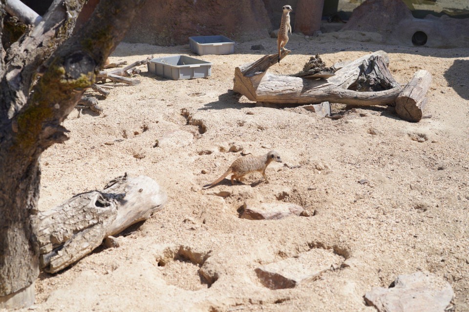 Schweiz - Zürich - Da läuft immer etwas....