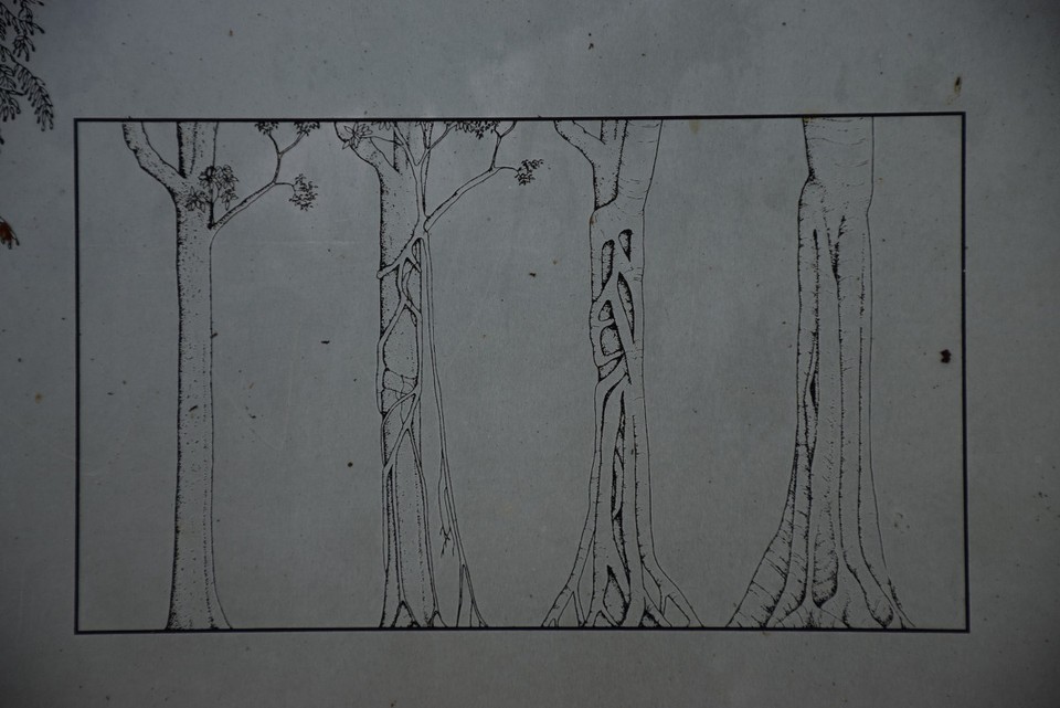 Australien - Iluka - Würgefeigen ("strangler fig") sind ganz schön fiese Bäume: Ein kleiner Spross fängt an, in der Astgabel eines anderen Baums zu wachsen und erhält über Luftwurzeln schließlich Anschluss an den Boden. Nach und nach stirbt der Wirtsbaum ab - er wird regelrecht stranguliert. Daher ist der Stamm einer Würgefeige innen auch hohl... 