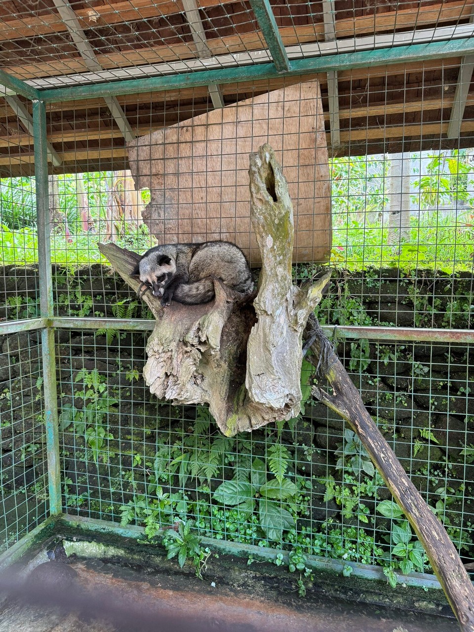 Indonesien - Gianyar - Luwak, so heisst das Tiarli,welles hilft dr türscht Kaffee zproduziara.