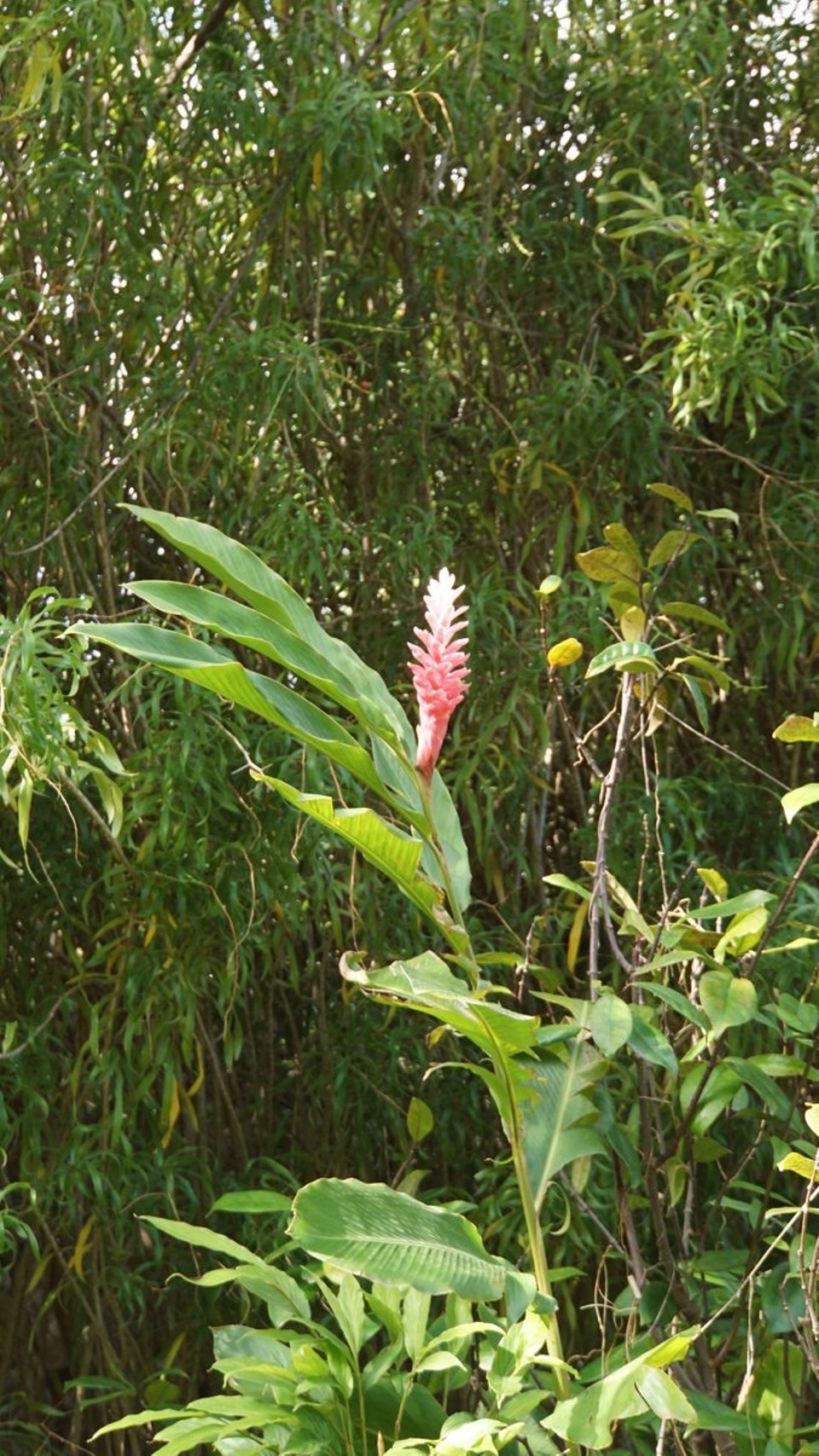 Réunion - Saint-Pierre - 
