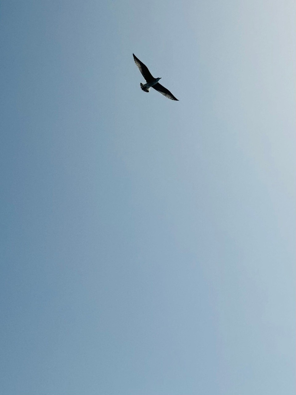 Italien - Capoliveri - Die Möwe verfolgt unsere Fährüberfahrt