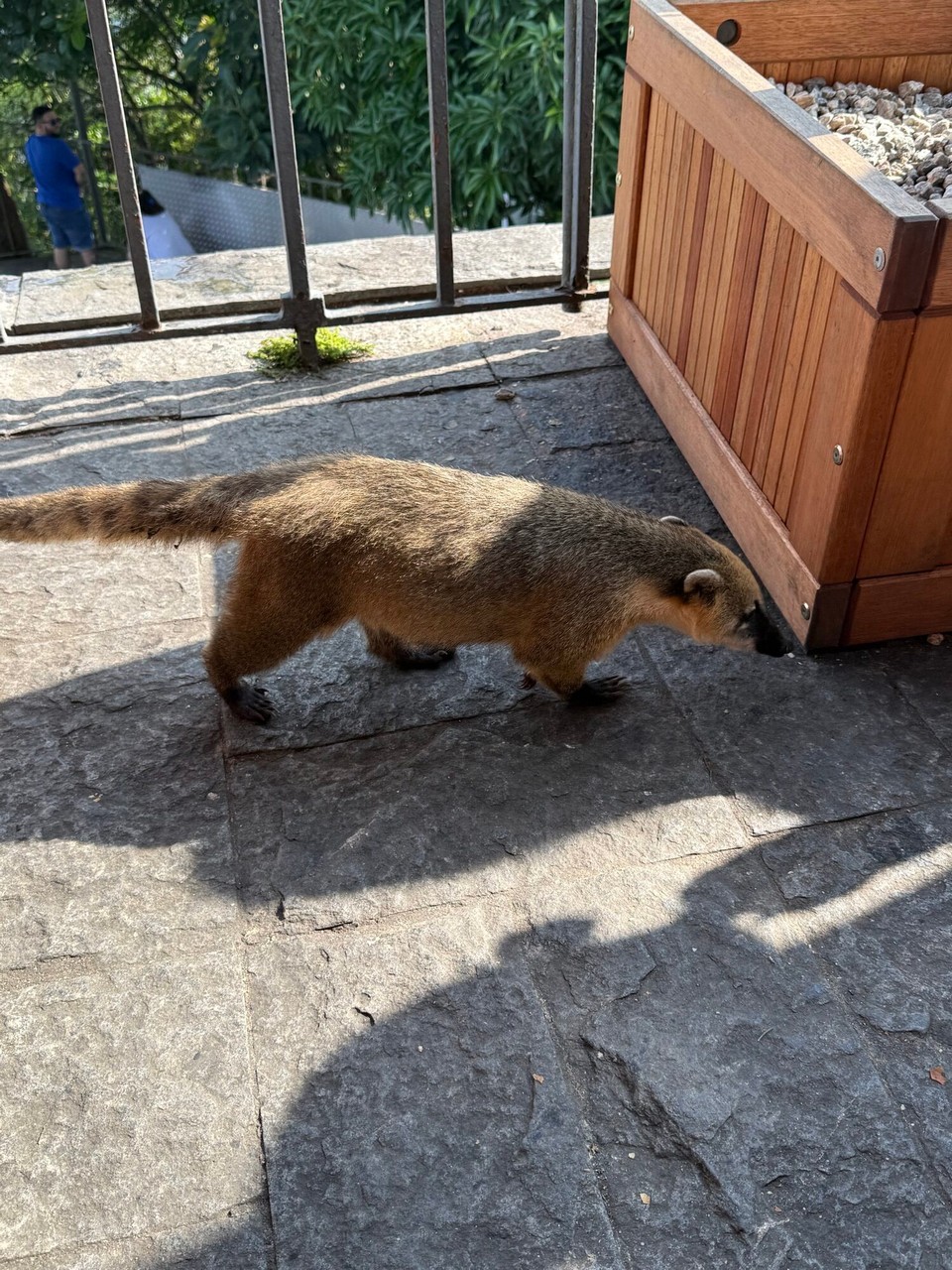 Brasilien - Rio de Janeiro - Nasenbär auf Kontaktsuche 