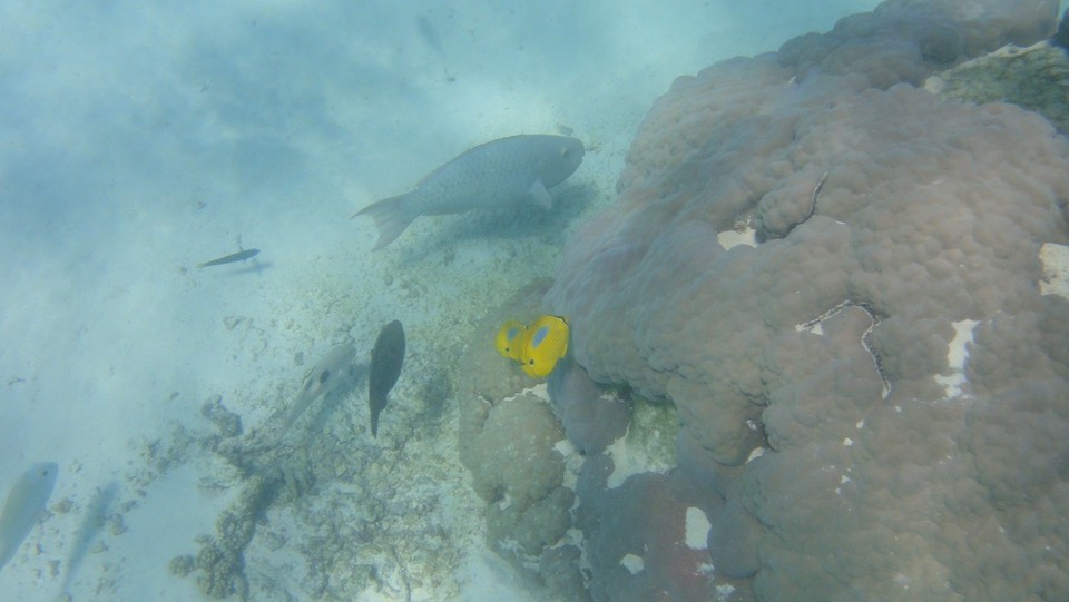  - Australien, Cape-Range-Nationalpark - Hello Fish 