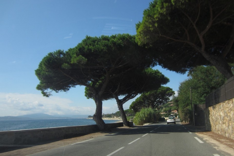 Frankreich - Saint-Tropez - Schirmpinien säumen hier die Straßen