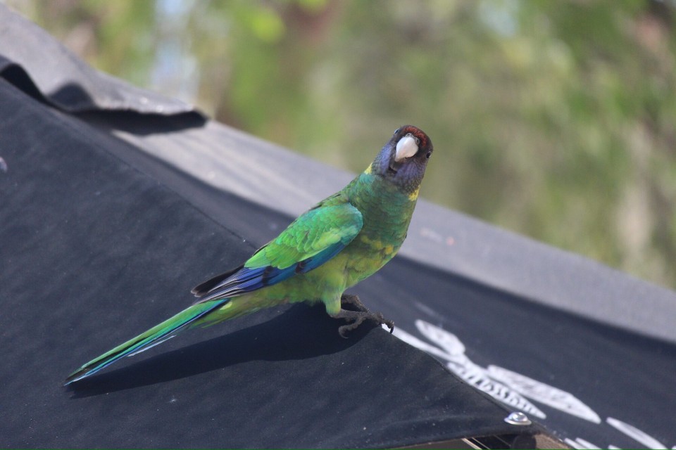 Australien - Yanchep - …und Ringsittiche.