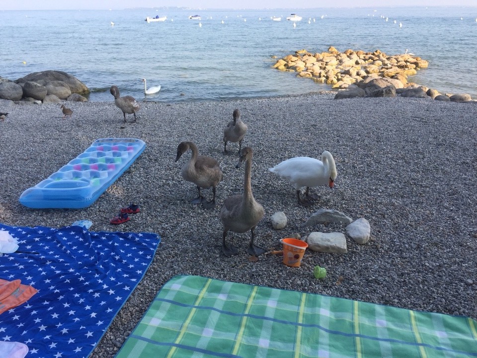 Italien - Moniga del Garda - Es werden immer mehr!