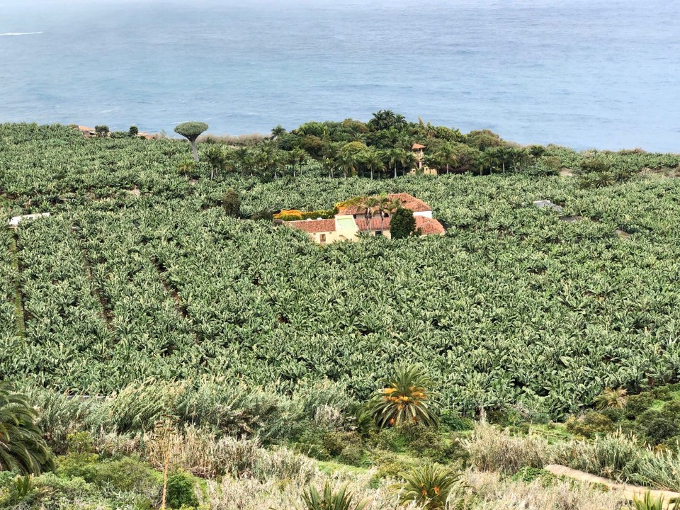 Spanien - Los Realejos - Bananen San Pedro Teneriffa
