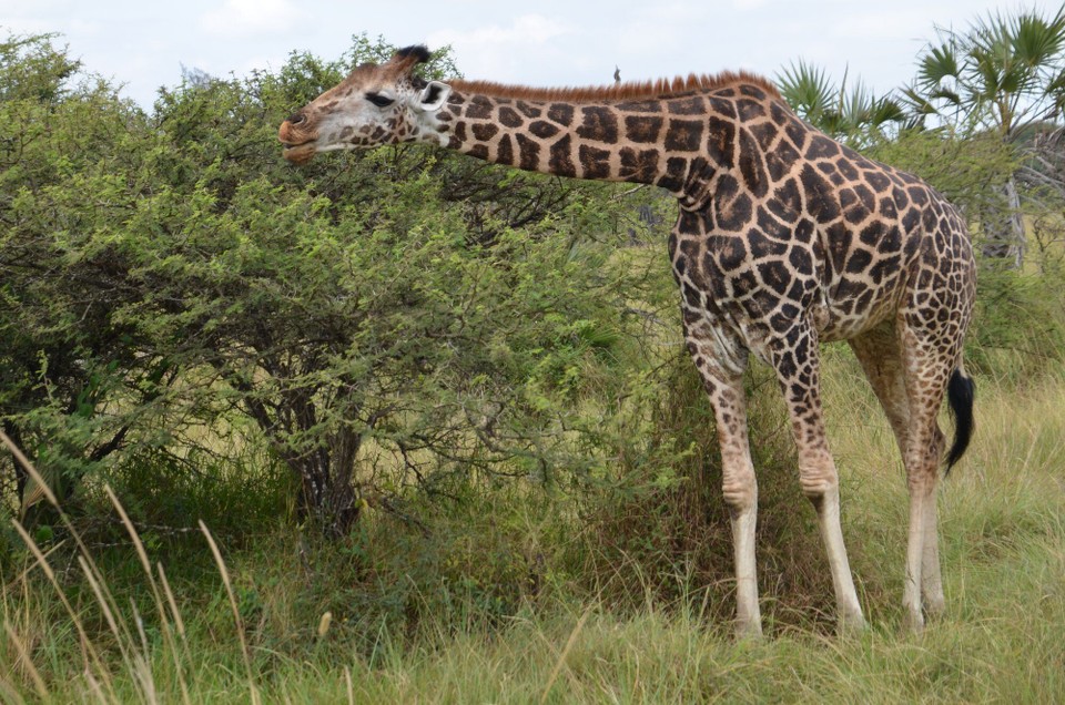 Kenia - Mombasa - Giraff beim Frässen