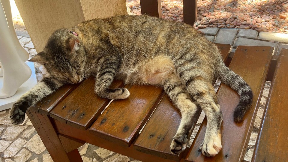 Brasilien - Mata De São João - 