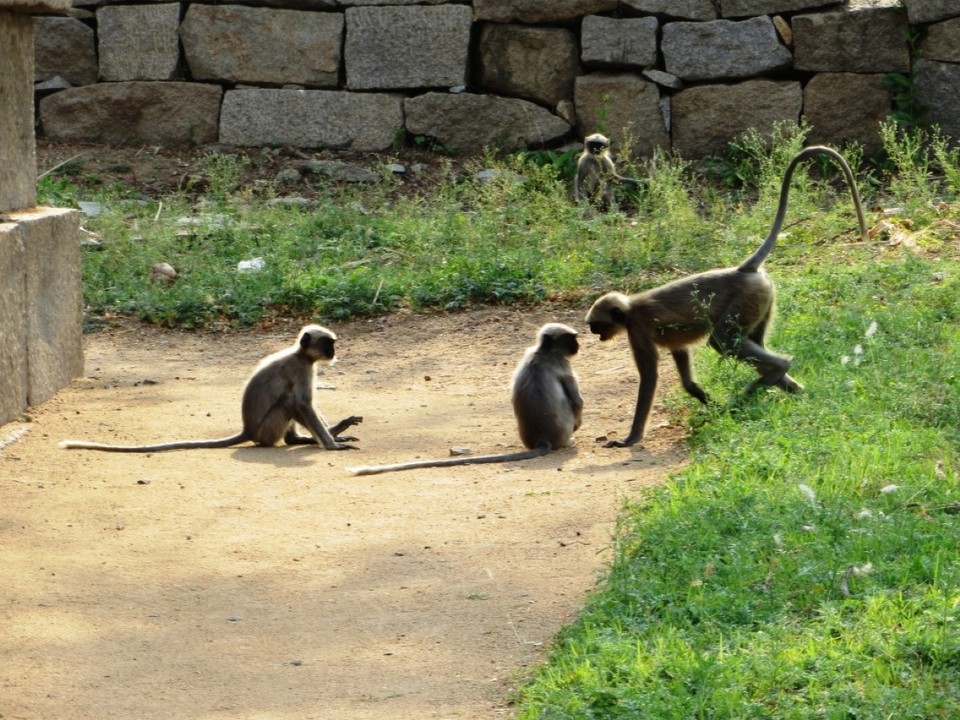 Indien - Hampi - 