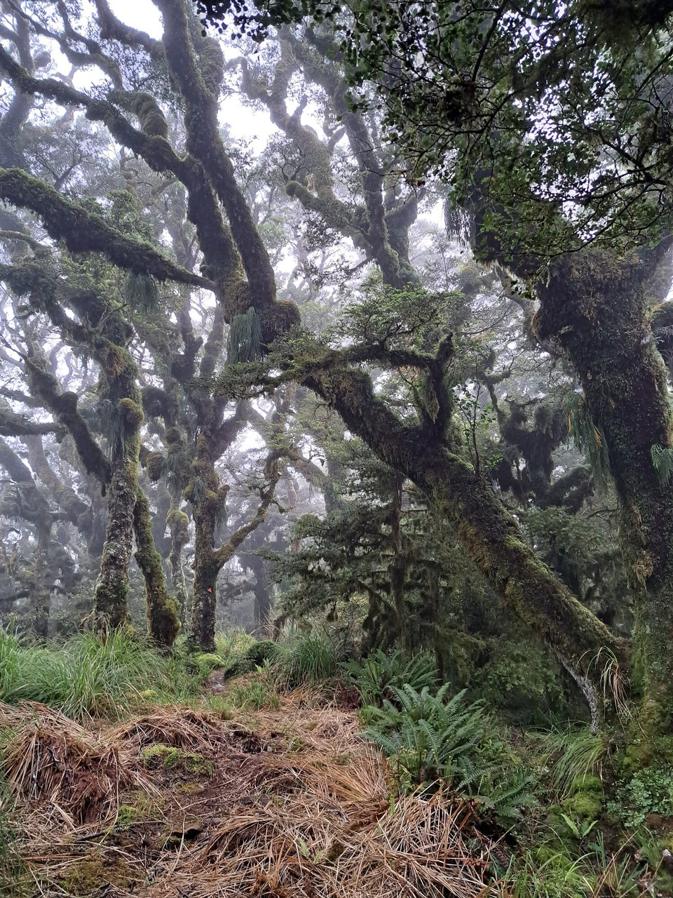 Neuseeland - Te Aroha trail PK - 