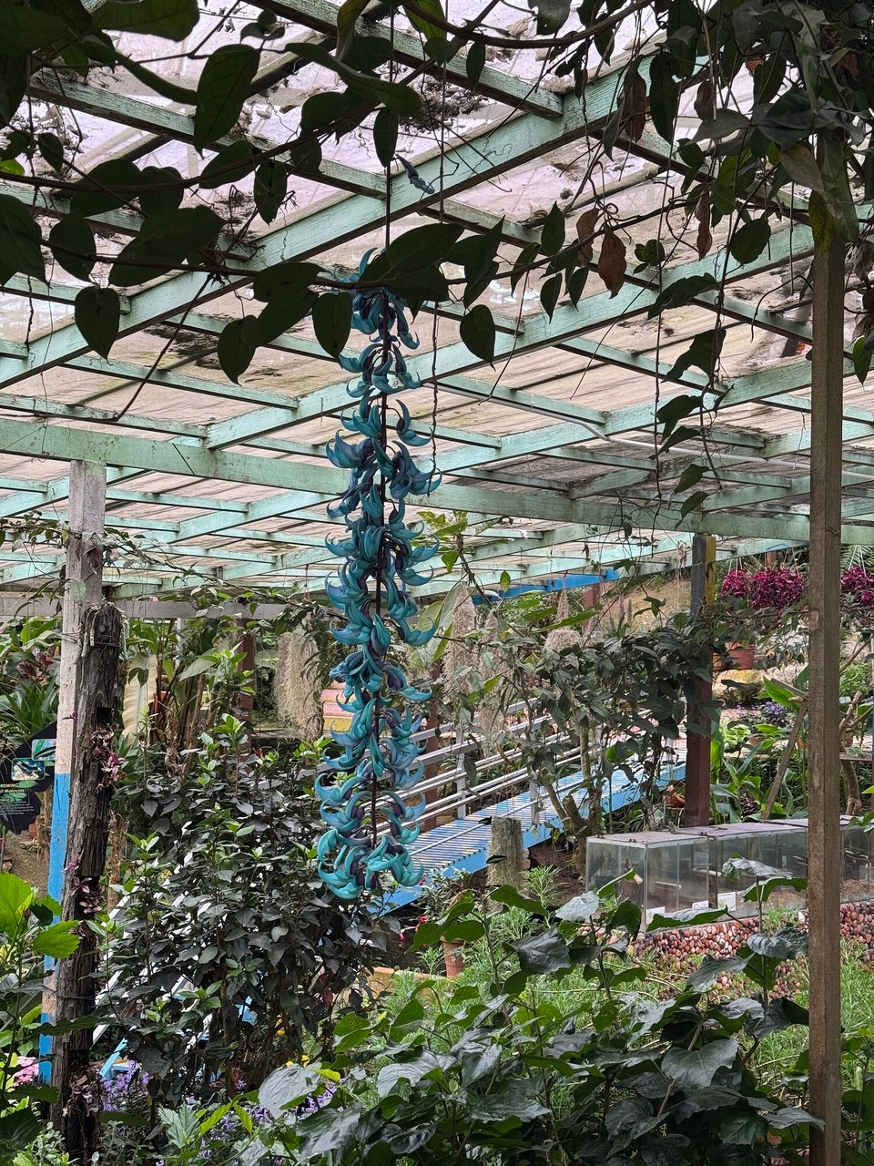 Malaysia - Kuala Lumpur - 