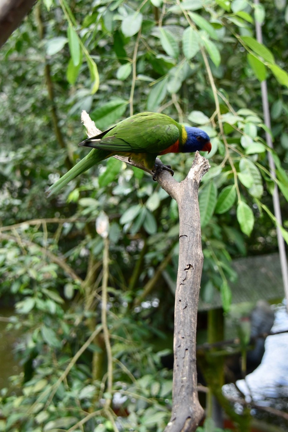 Australien - Kuranda - 