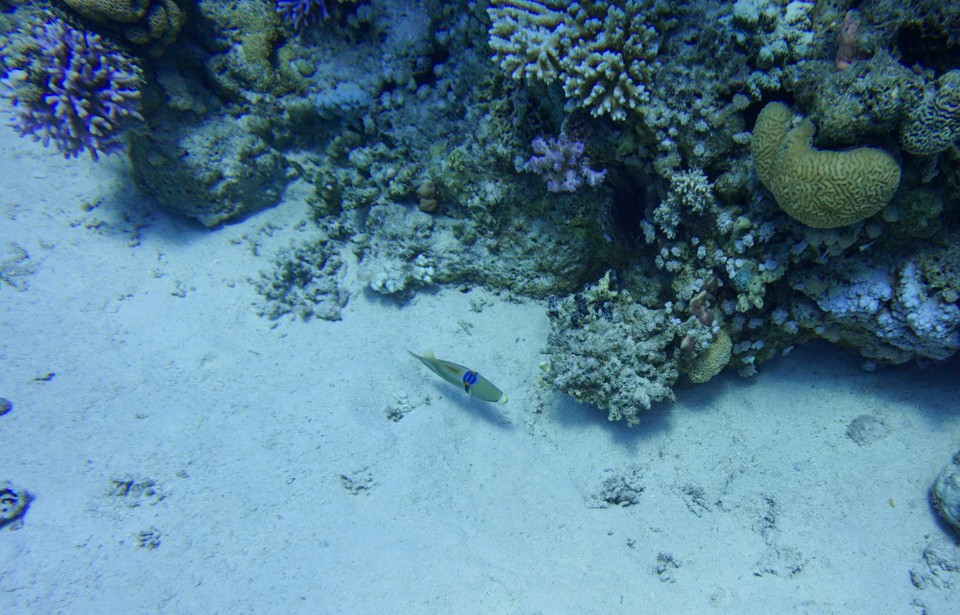 Ägypten - Marsa Alam - Den Doktorfisch haben wir nicht gebraucht.
Also, das war es wieder mal von uns.
Gute Nacht und bis morgen.