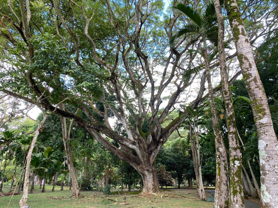 Mauritius -  - 