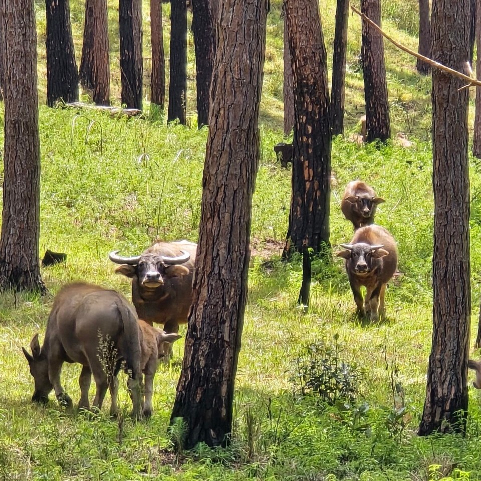 Vietnam - Da Lat - 