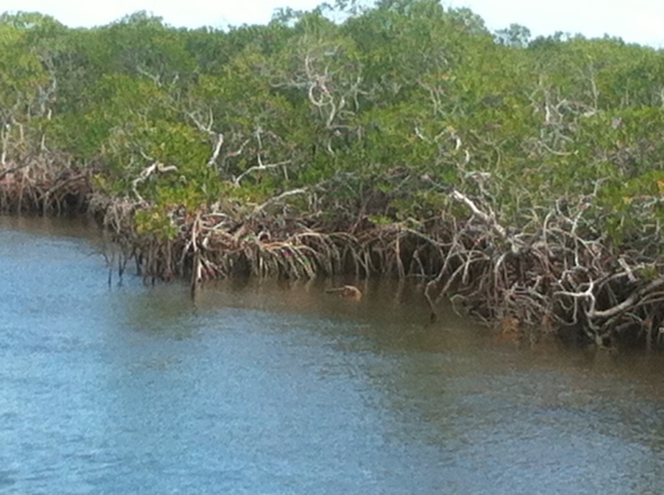 Egyesült Államok - Key Largo - 