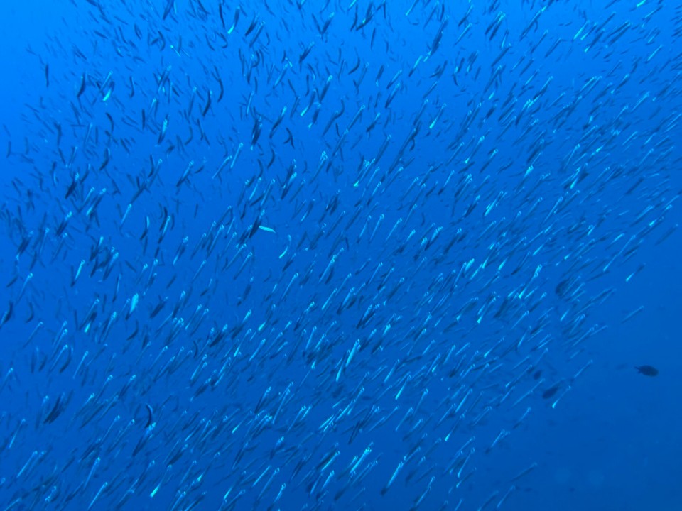 Italien - Porto Azzurro - Ein schöner großer Sardellen Schwarm