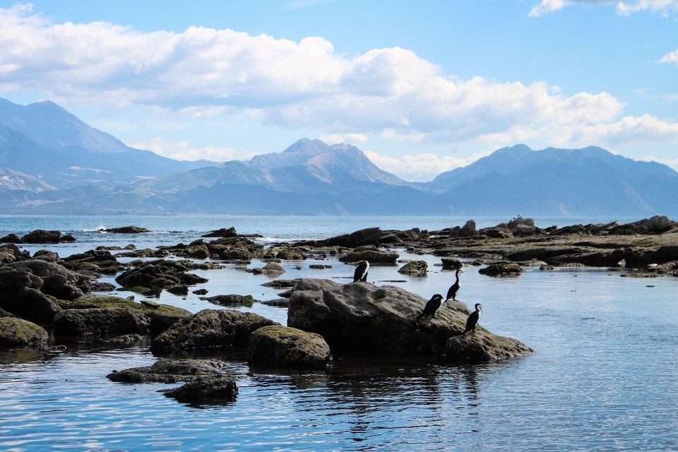 Neuseeland - Kaikoura Peninsula - 