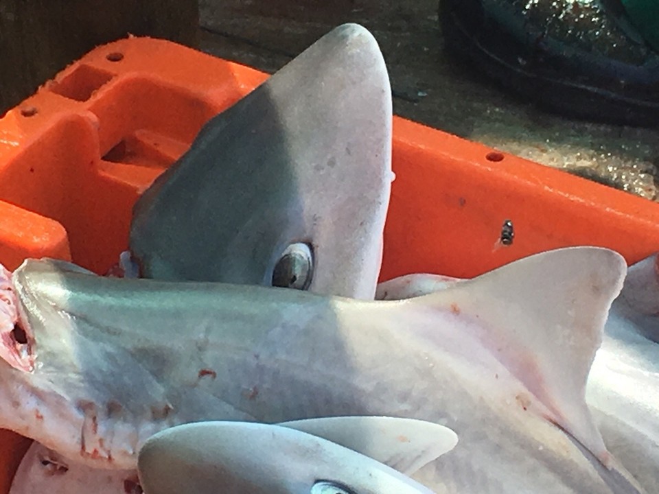 Südafrika - Jongensfontein - hai.fischfang