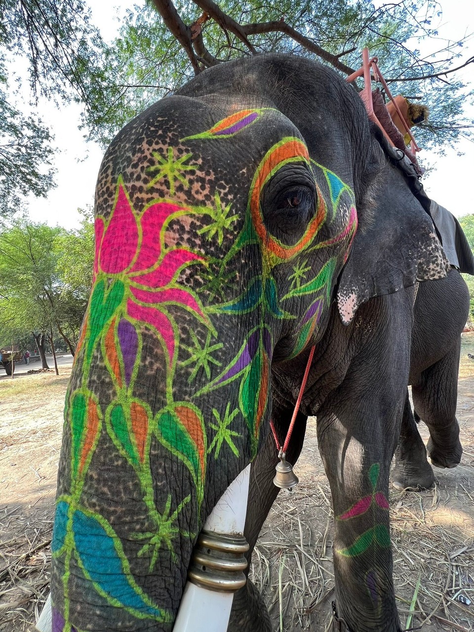 Indien - Jaipur - Elefantenauffangstation in Jaipur. Die einzige von Animal Welfare Board of India und der Central Zoo Authority of Indien zertifizierte Einrichtung. Es gibt einen eigenen Arzt der sich um die 200 Elefanten kümmert.
