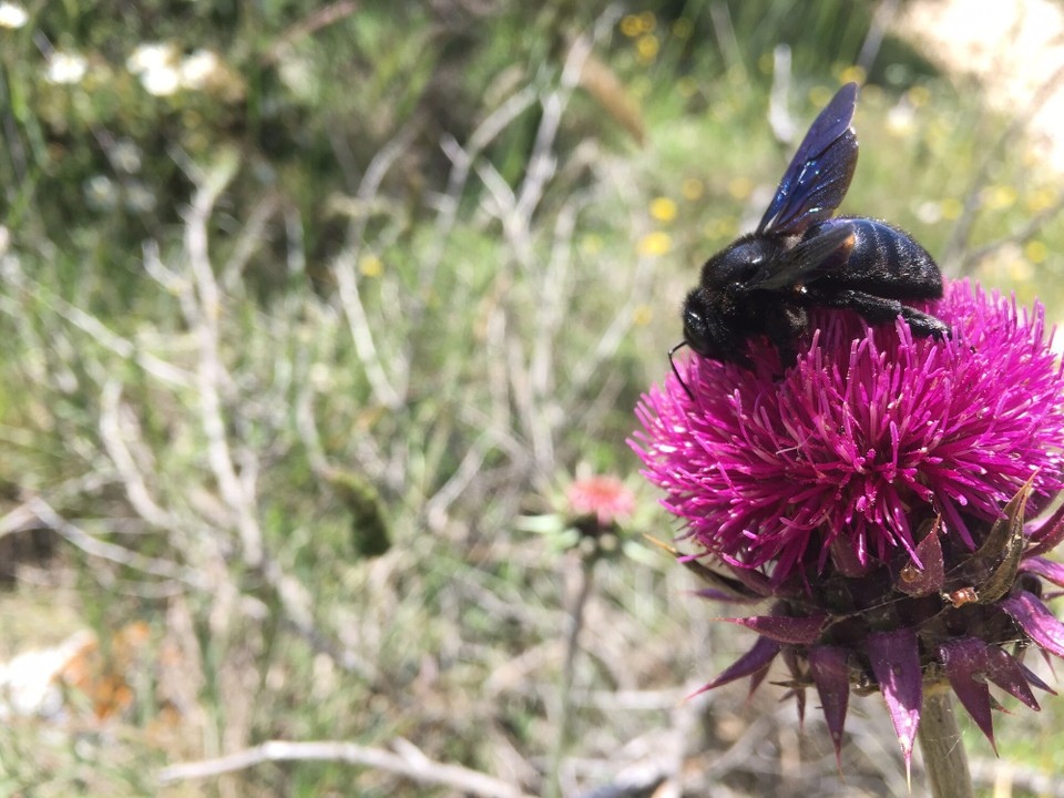 Kroatien - Medulin - Außergewöhnlich Flora und Fauna hier!