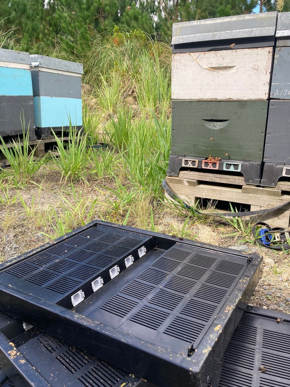 Neuseeland - Kaitaia - Da die Bienen sich beim trennen der Kästen doch mehr attackieren als gedacht, setzen wir heute einen Rahmen zwischen den oberen und unteren Kasten, sodass die Bienen nur von oben nach unten wandern können und der obere Kasten dann in zwei Tagen leichter entfernt werden kann 