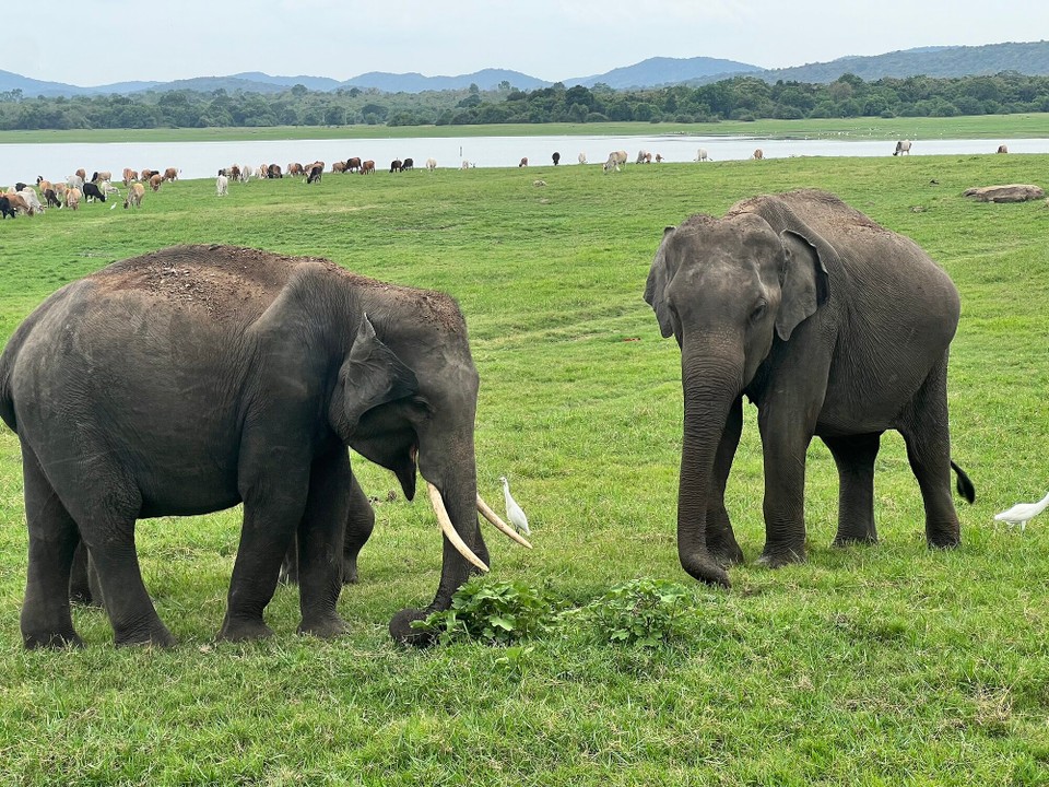 Sri Lanka -  - 